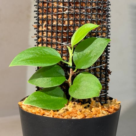 Philodendron sp. from Iquitos Peru [tanakay]