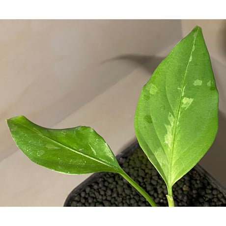 Aglaonema pictum A "しるば〜らいん" from Aceh sumatera [LA0216-03i]
