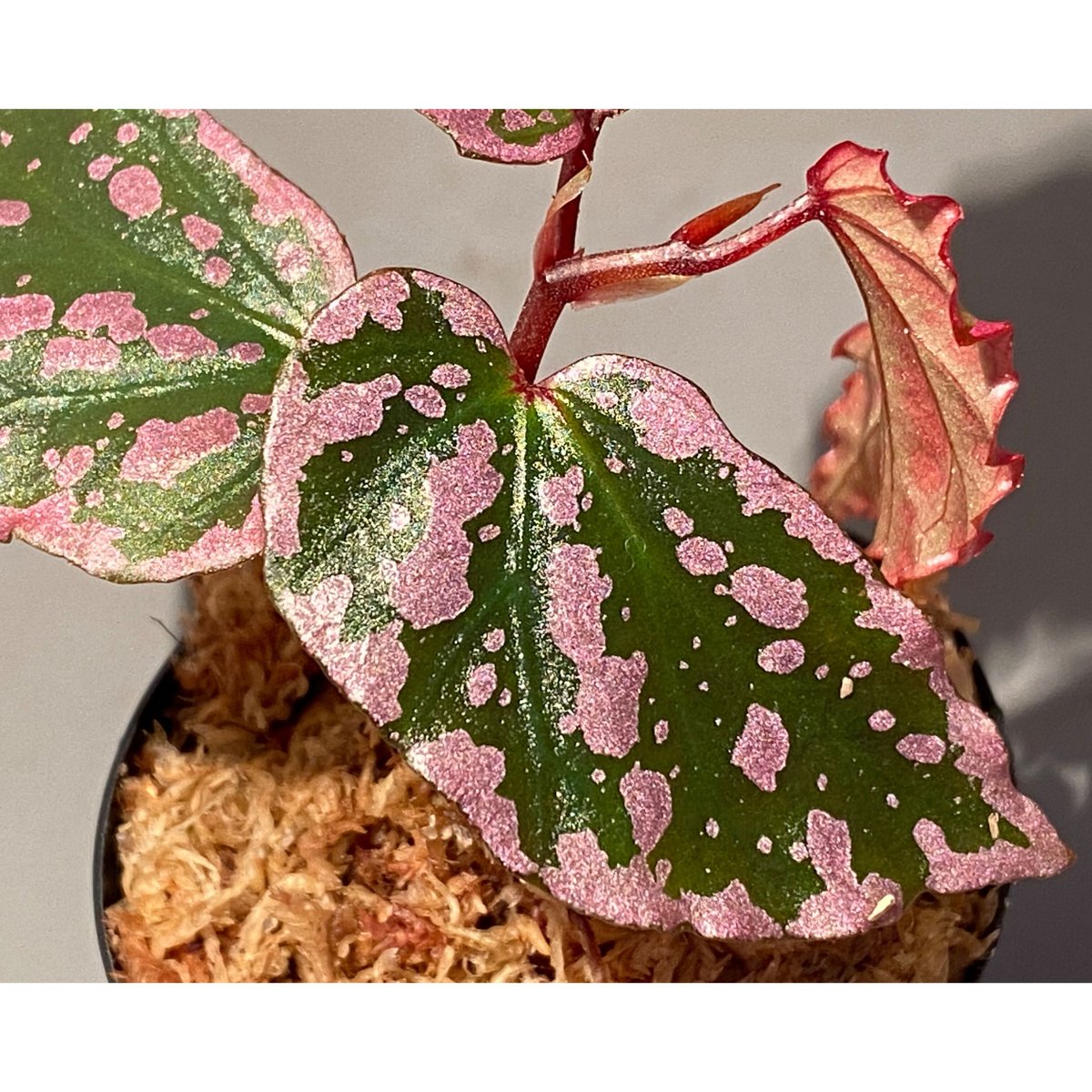 専用❣️ 特選Begonia ６点 Begonia sp. 