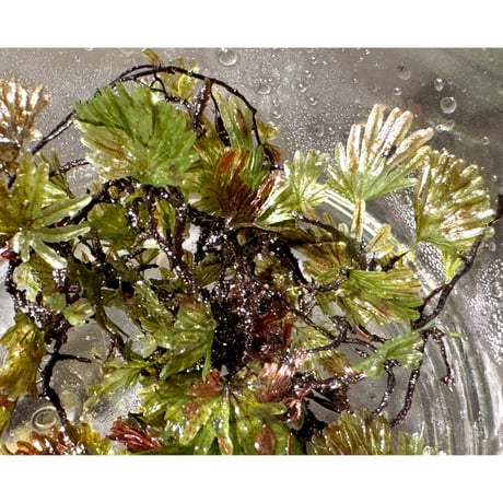 Crepidomanes sp. from East Java