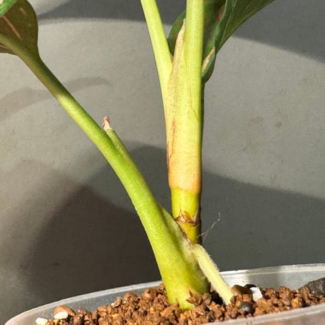 Aglaonema Red Army