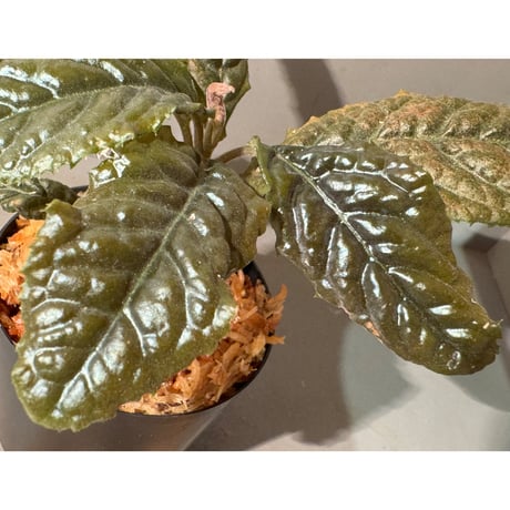 Ardisia sp. from Bengkulu [LA0315-1]