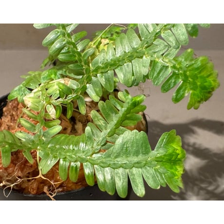 Selaginella sp. バリエガータ from "Nanga pinoh" [TB]