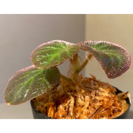 Begonia sp. from Manaus