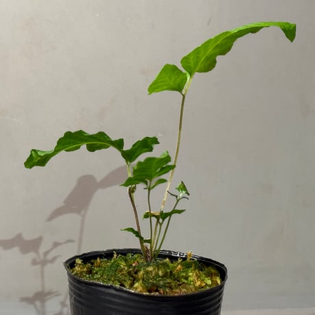 Bolbitis sp . from Tanintharyi (Tennasserim) North Malay Peninsula