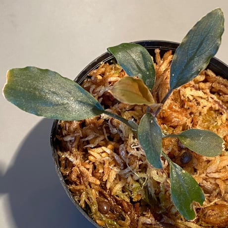 Homalomena sp. from Sarawak