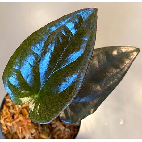 Syngonium sp. from Choco Colombia [tanakay]