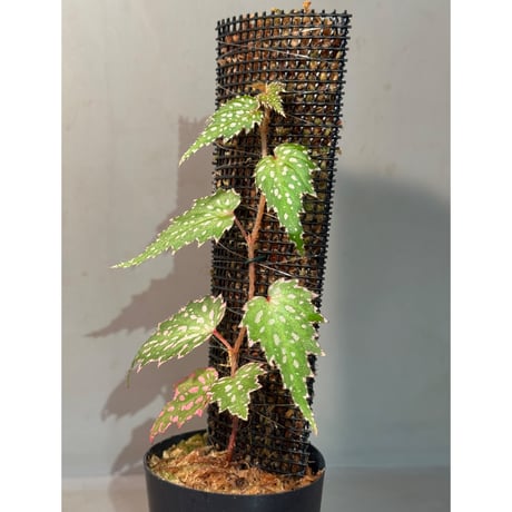 Begonia sp. from Luzon Aurora Philippines 標高500m付近　[KSB]