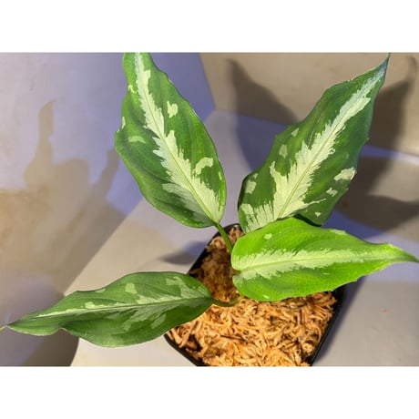 Aglaonema pictum AS+1 from Aceh sumatera [LA0315-4j]