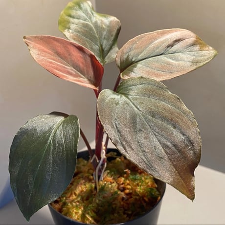 Homalomena sp. "Deep Purple" JKT from Pulau Nias [AZ0215-1]