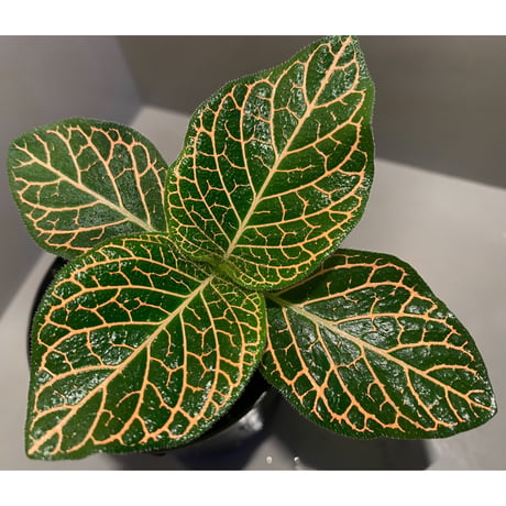 Argostemma neurocalyx from Riau sumatera [LA0815-02]