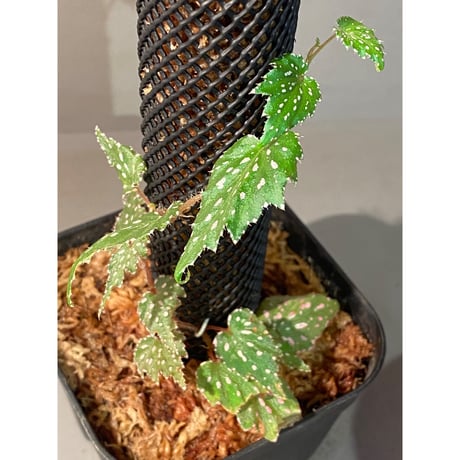 Begonia sp. from Luzon Aurora Philippines 標高500m付近　[KSB]