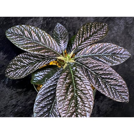 Ardisia sp. from South Thailand