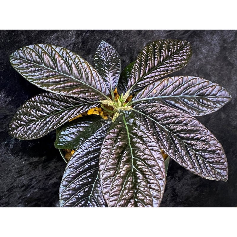 激レア！！　Labisia sp. Soth Thailand Ardisia sp. from South Thailand | M・R・G・R