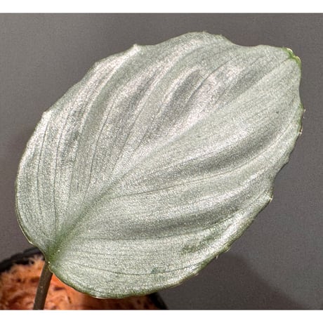 Homalomena sp. "Red" from Bogor