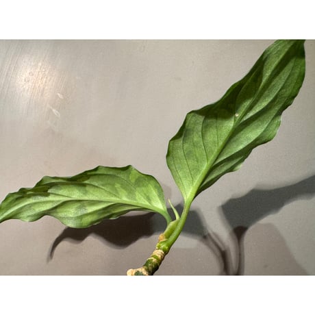 Aglaonema pictum tricolor "ANDAMAN" アンダマン諸島 ポートブレア 北部地域産