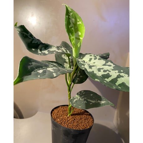 Aglaonema pictum "しるば〜らいん" from Aceh sumatera [LA1218-01b]
