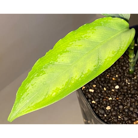 Aglaonema nebulosum from Kuala Rompin [TK220916-2]