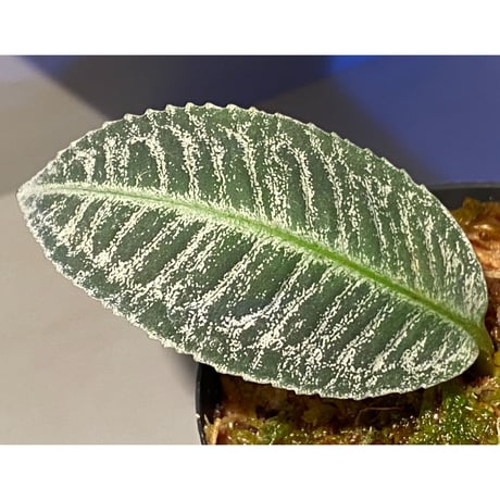 (大株) Ardisia sp. from Sumatera barat [TB]