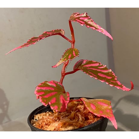 Begonia sp. ぼっち株 from Julau [R1214-01b]