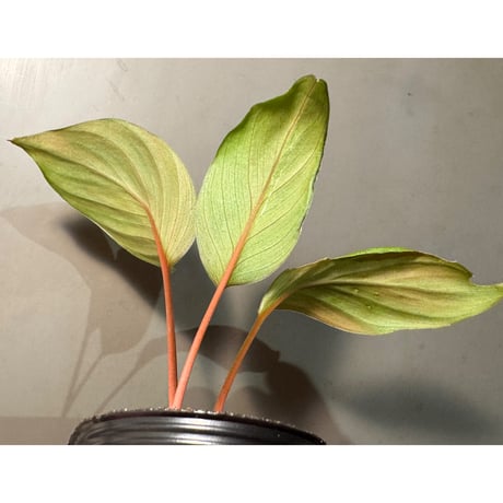 Homalomena sp. #8 from Sekadau [LA2013年] GN販売株
