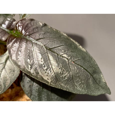 Ophiorriza sp. "鋼" from Aceh Selatan [HW0816-03]