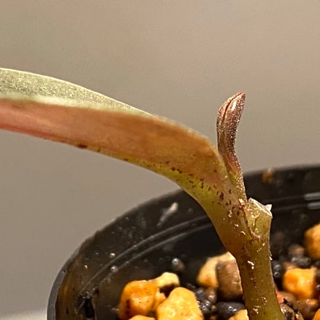 Ardisia sp. from West Kalimantan