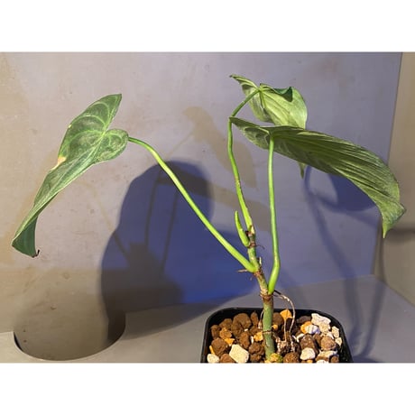 Philodendron splendid(triumphant) 'verrucosum × melanochrysum'