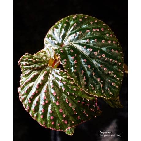 Begonia sp. from Saripoi [LA0813-2]