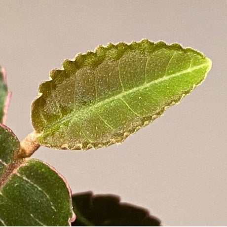 Labisia sp. from Riau Sumatera