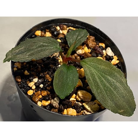 Homalomena sp. Sabah-2 [R1217-01c]