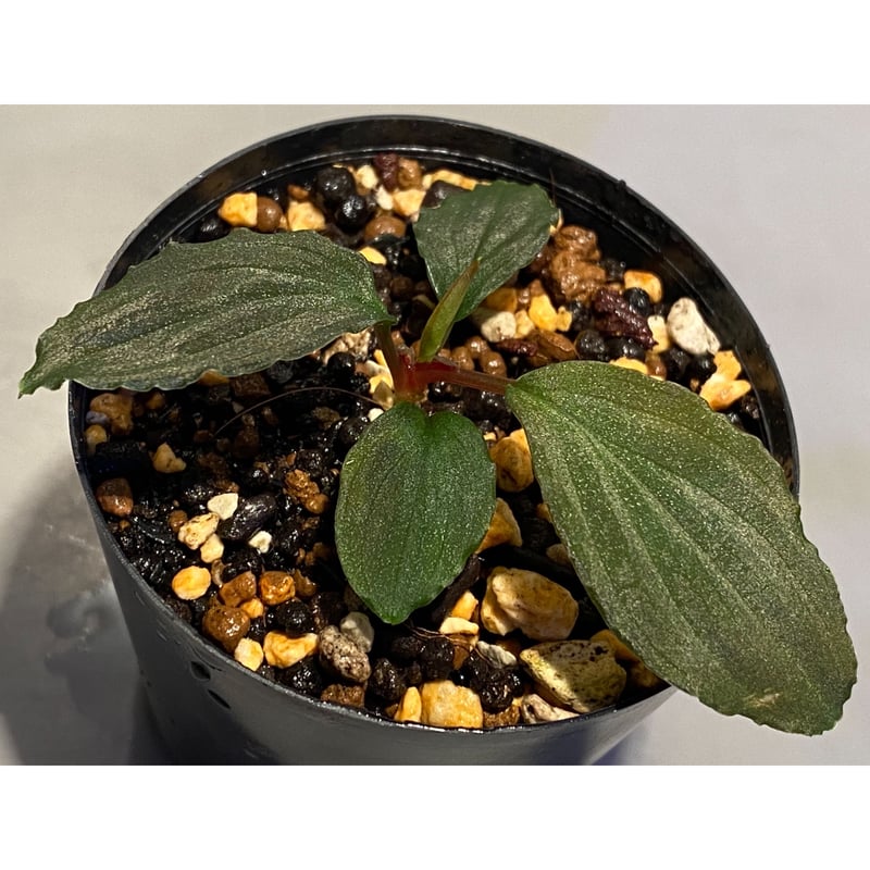 Homalomena sp. Sabah-2 [R1217-01c] | M・R・G・R