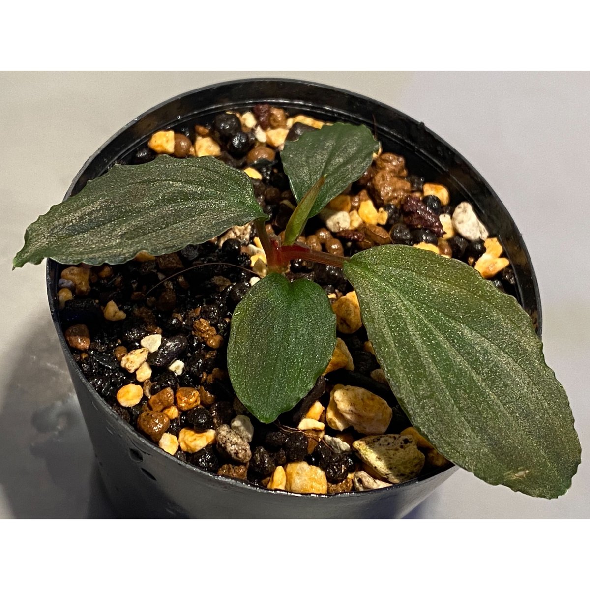 さらみさん専用　homalomena ホマロメナ 雑種Homalomena ×～交配記録4成功！ – 熱帯植物.com