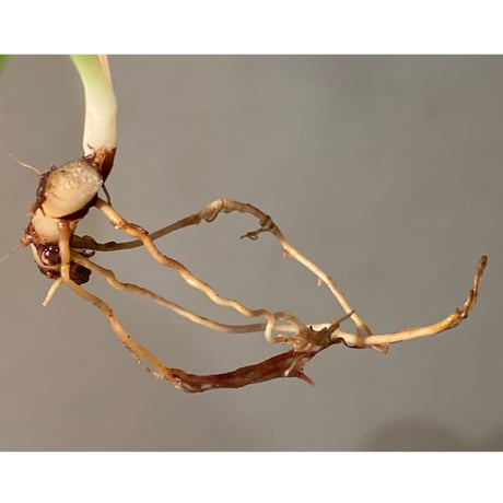Homalomena sp. #9 from Sekadau [LA2013年] GN販売株