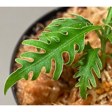 Labisia sp. "Serawai" Kalimantan barat [TB]