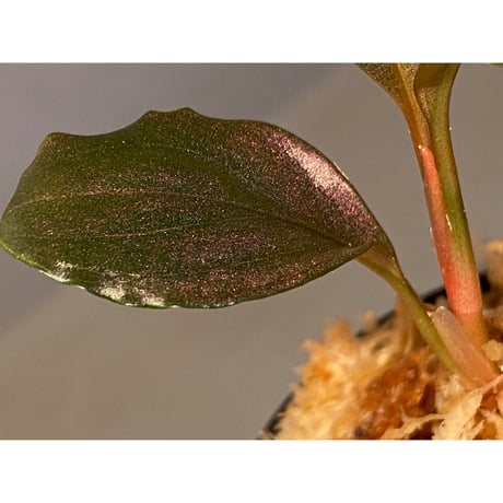Rhodospatha sp. from Ecuador [tanakay]