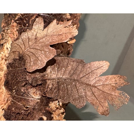 Drynaria sparsisora from West Java