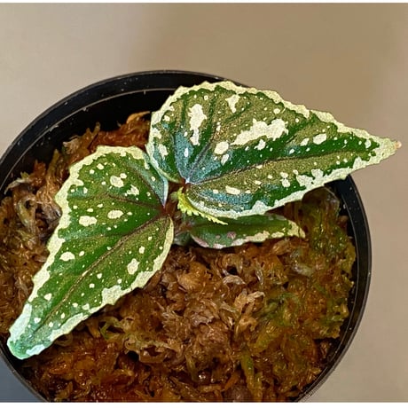 Begonia sp. from Sarikei [R1214-03a]