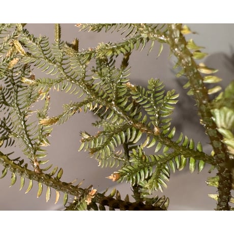 Selaginella sp. from Landak West Kalimantan