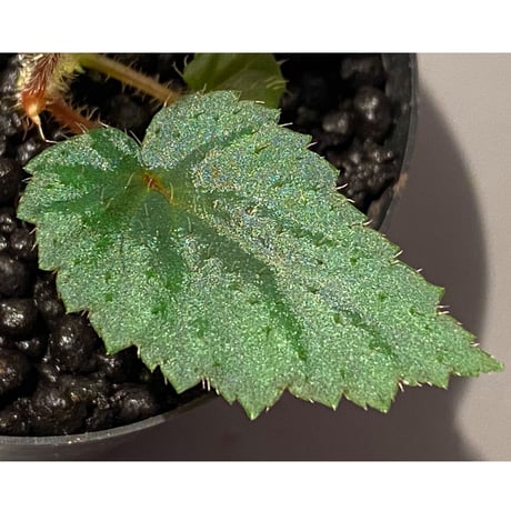 Begonia sp. from Ha Giang North Vietnam