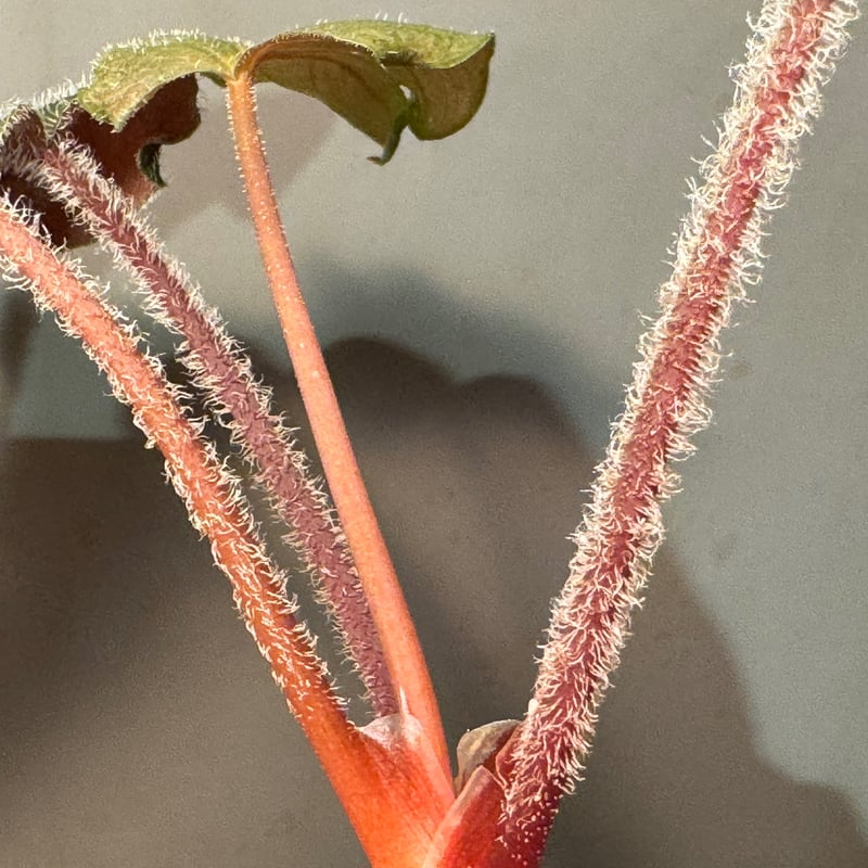 Homalomena sp. (cf. pexa) from Aceh Sumatera |