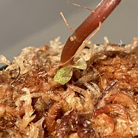 Melastoma sp. from Sibolga