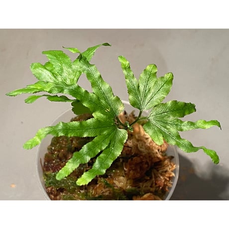 Lygodium cf. dichotomum from Myanmar