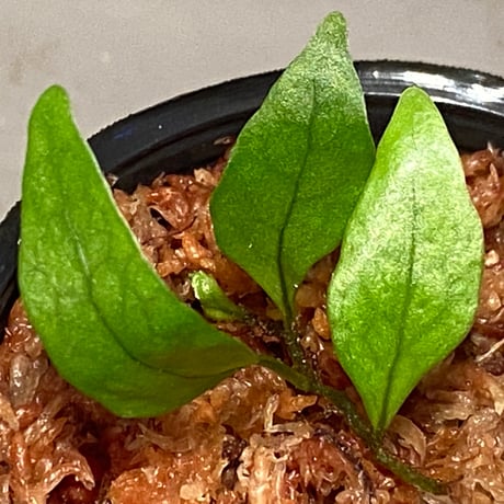 Microsorum sp. "Timika" Papua [TB]