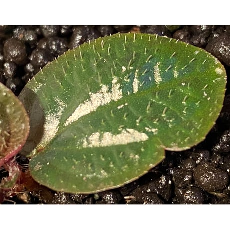 Phyllagathis rotundifolia [STRINGE PLANTS]
