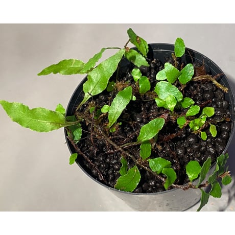 Microgramma heterophylla 伊藤蟻植物農園