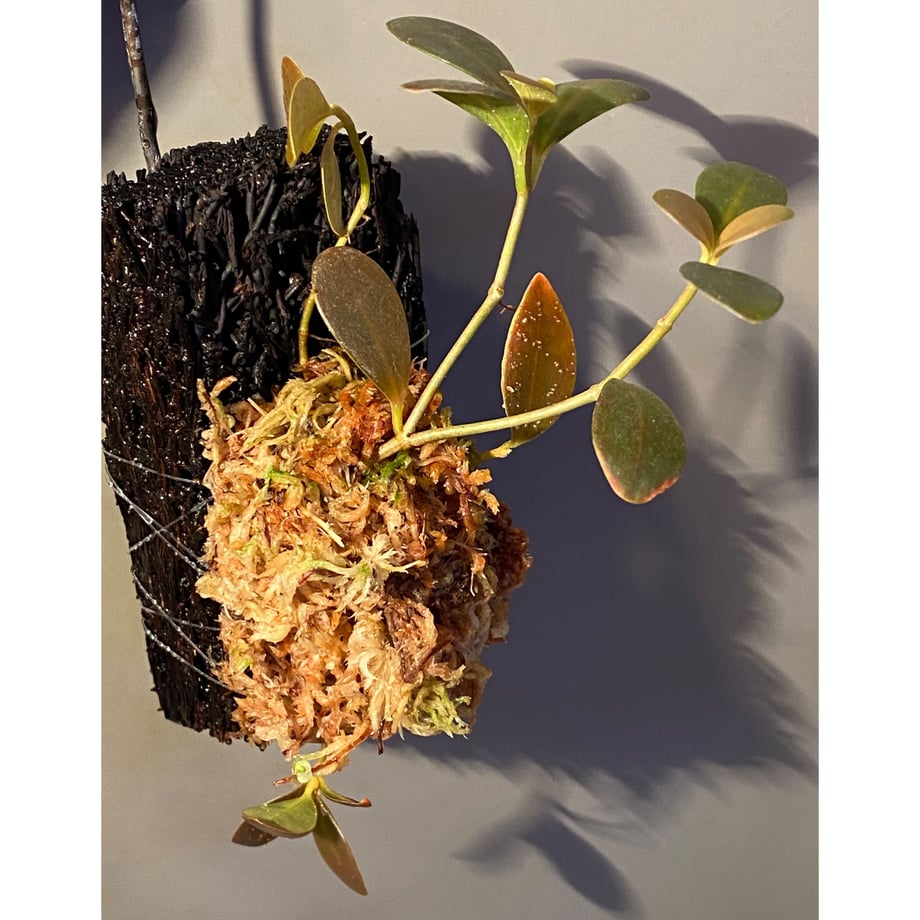 6208e81f1dca3222949fa145