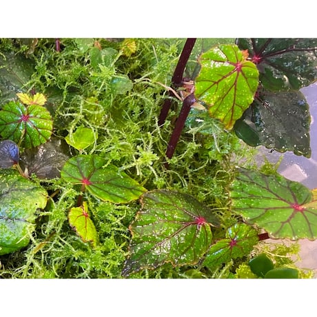 Begonia sp. from North Toraja [S0919-02] 伊藤蟻植物農園