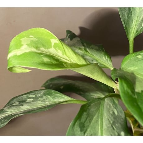 Aglaonema pictum A from Aceh sumatera [LA1115-03 i] ①