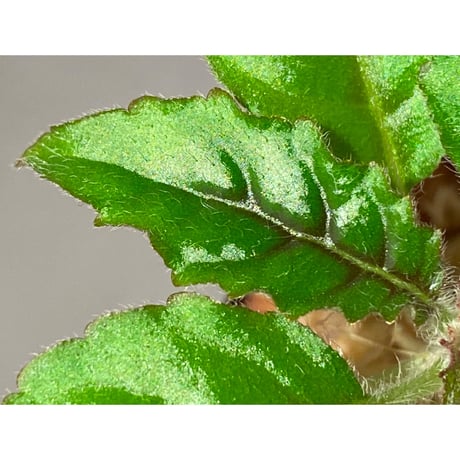Nautilocalyx forgetii